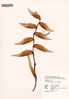 Up to +/- 6.5 mm DOF images