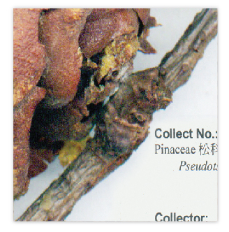 Up to +/- 6.5 mm DOF images